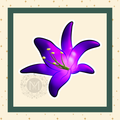 Purple Flower